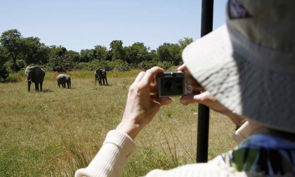 Person photographing elephants in a grassy field