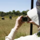 Person photographing elephants in a grassy field